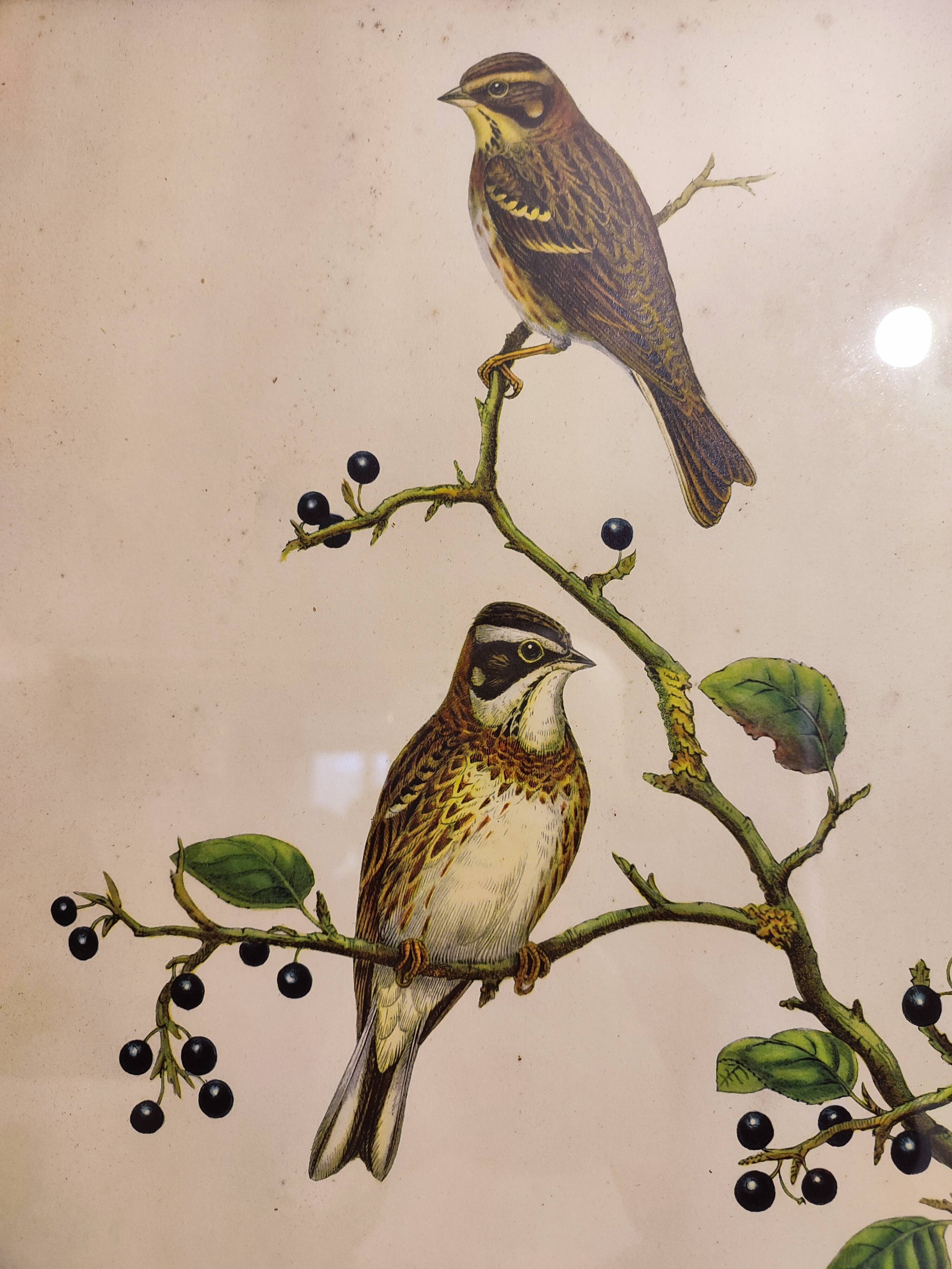 Gould lithograph enhanced hand birds