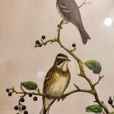 Gould lithograph enhanced hand birds