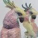 Couple de Cacatoes de Karl Ens