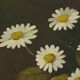Flowers Still Life Painting Daisies Poppy Signed 47x38cm