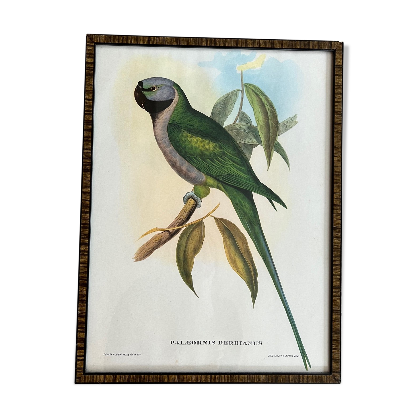 Gravure oiseau encadrée