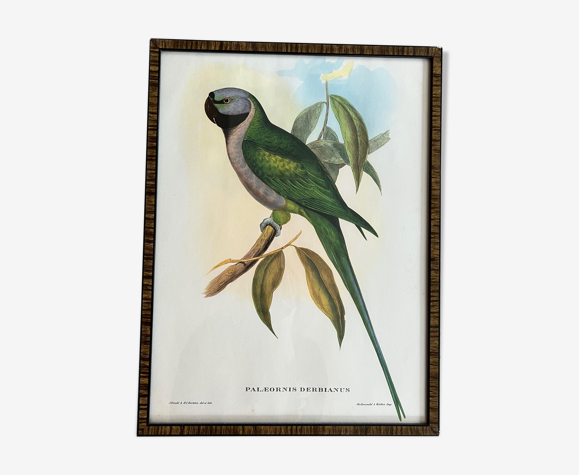 Gravure oiseau encadrée