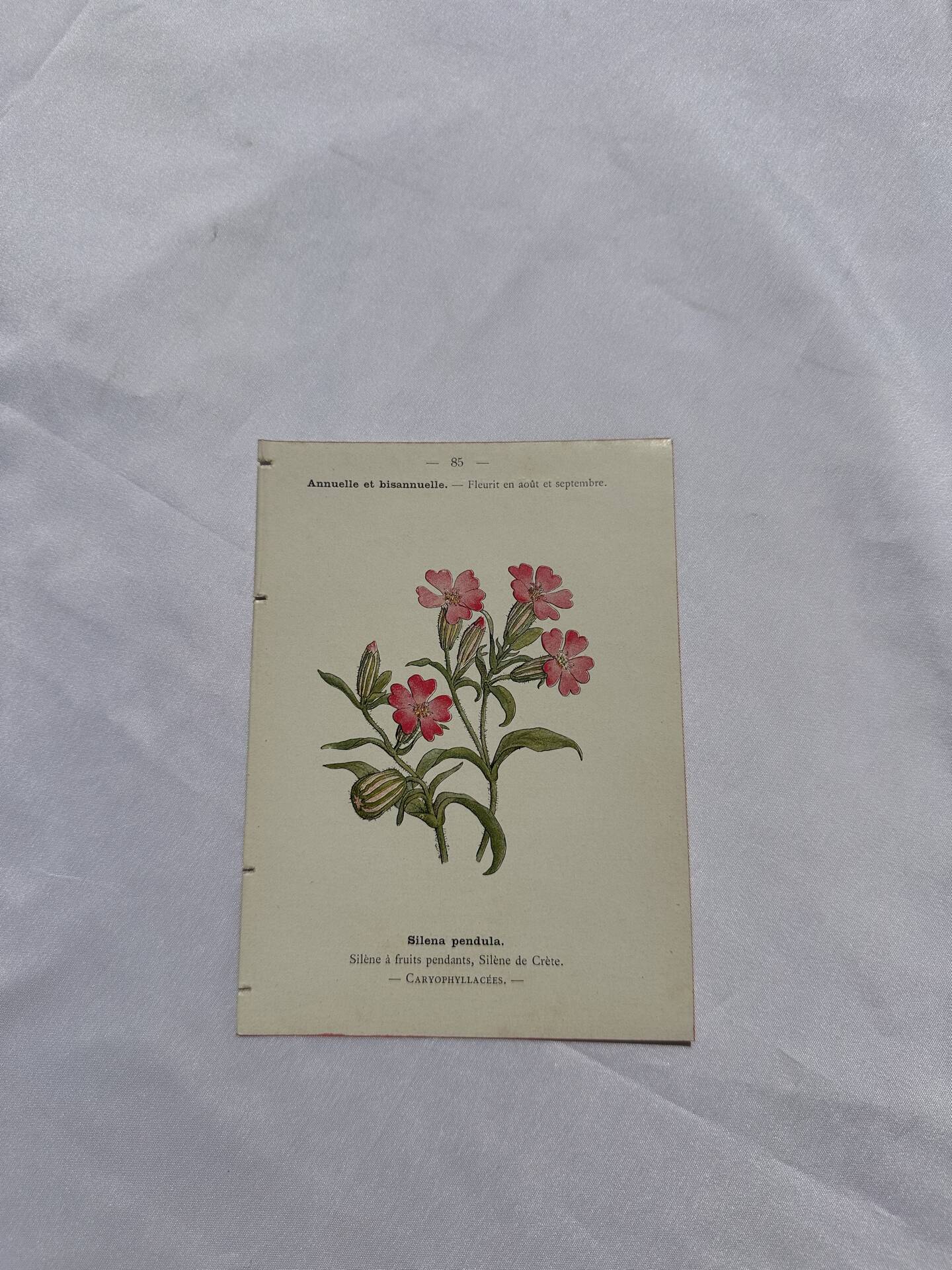 Planche botanique, gravure naturaliste, 19ème