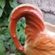 Antique jug in slipware