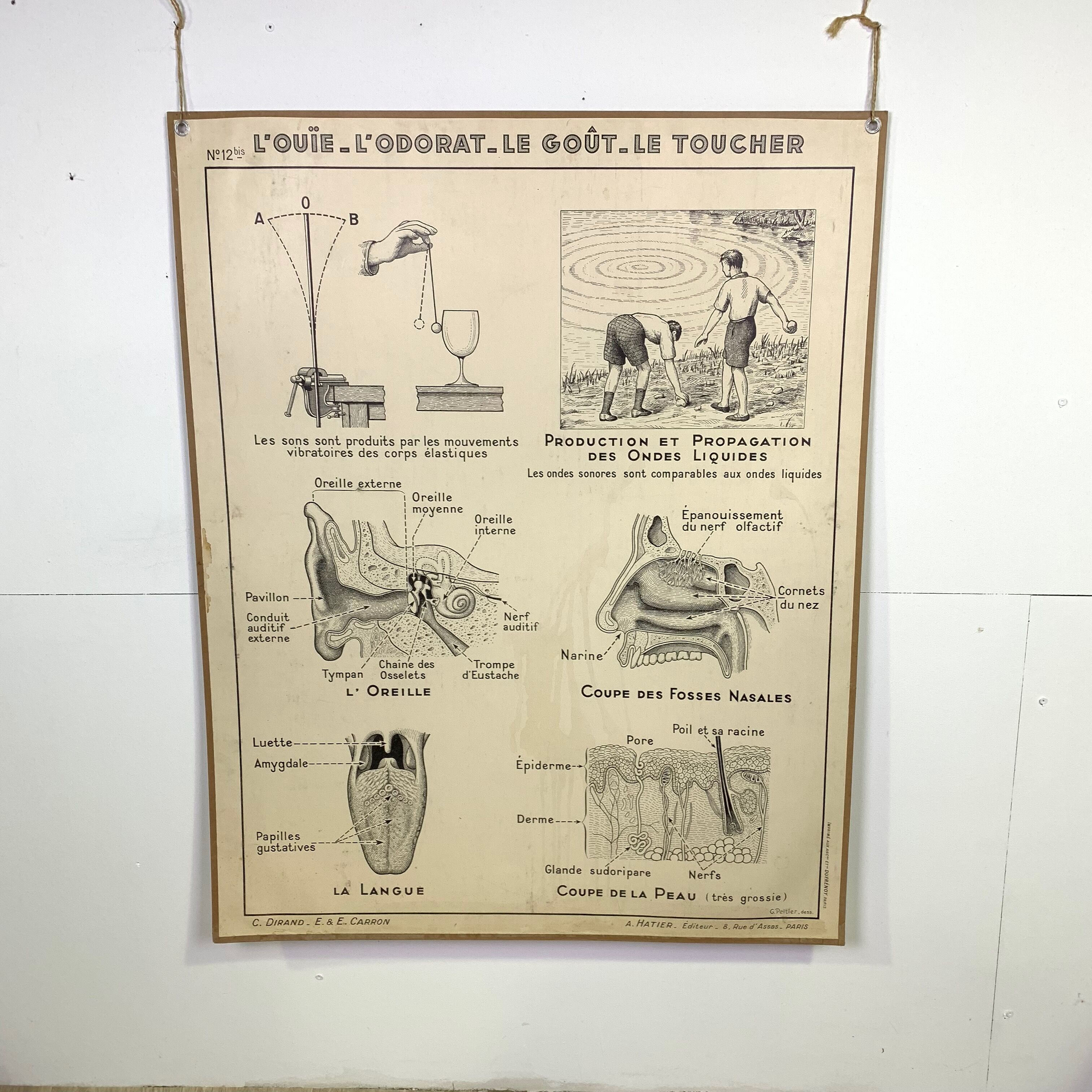 School poster Hatier sight, hearing, smell, taste, touch