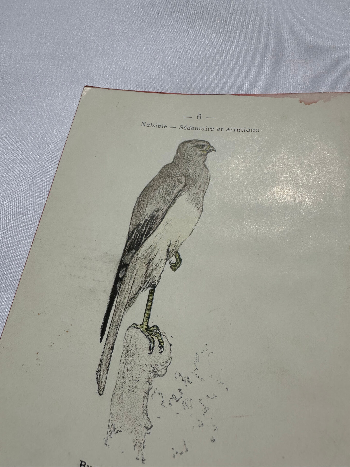 Planche Botanique Gravure oiseaux naturaliste  19eme recto verso  A