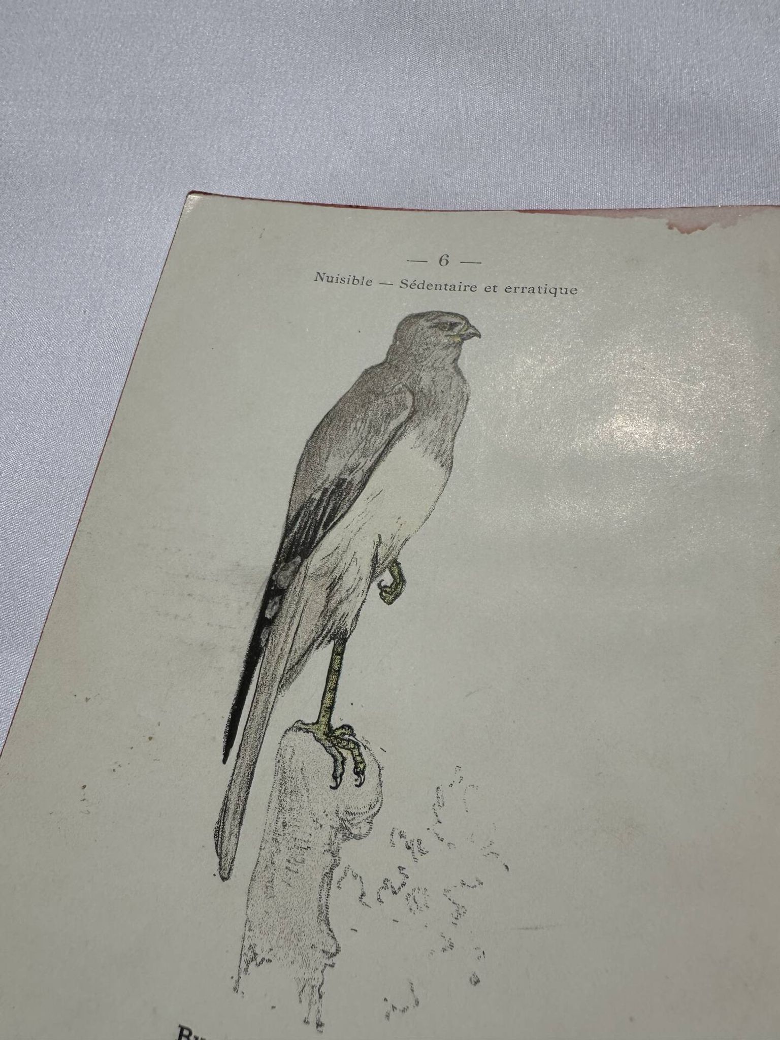 Planche Botanique Gravure oiseaux naturaliste  19eme recto verso  A