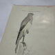 Planche Botanique Gravure oiseaux naturaliste  19eme recto verso  A