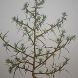Set of 3 botanical plates Geigy, horsetail, soda and purslane