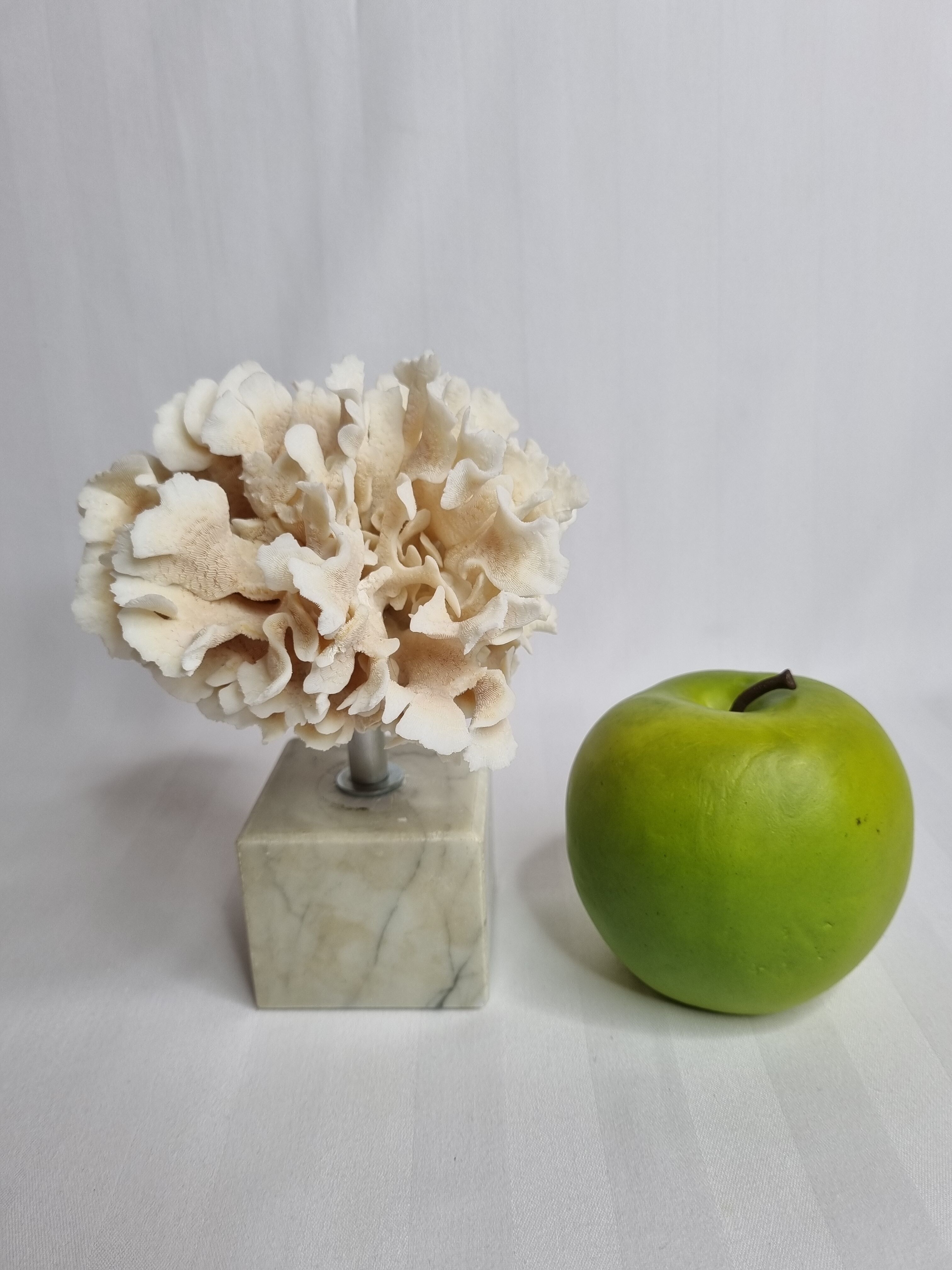 Ancient white coral on marble base