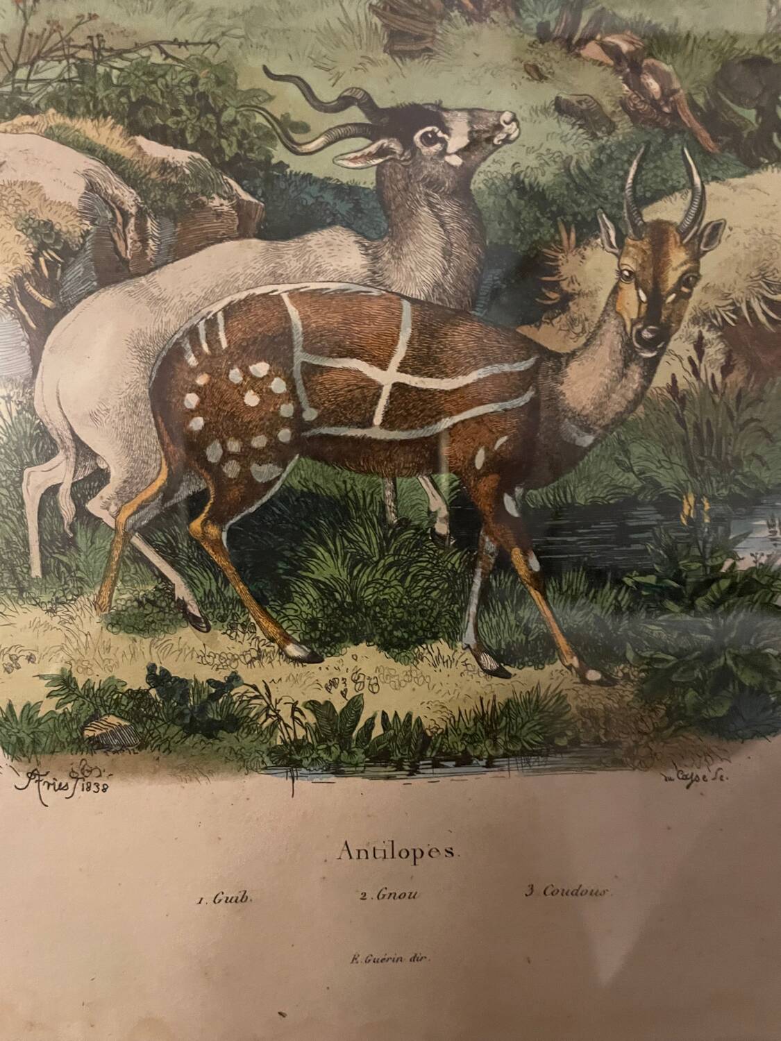 Old engraving painting of antelopes Guérin 1838