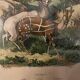 Old engraving painting of antelopes Guérin 1838
