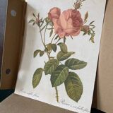 Hundred-leaf rose bush frame after pj redouté, print on fabric, 1960
