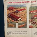 Educational poster pig's animal farm agricultural exhibition 1950