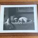 Antique engraving by edwin landseer - cavalier king charles dogs
