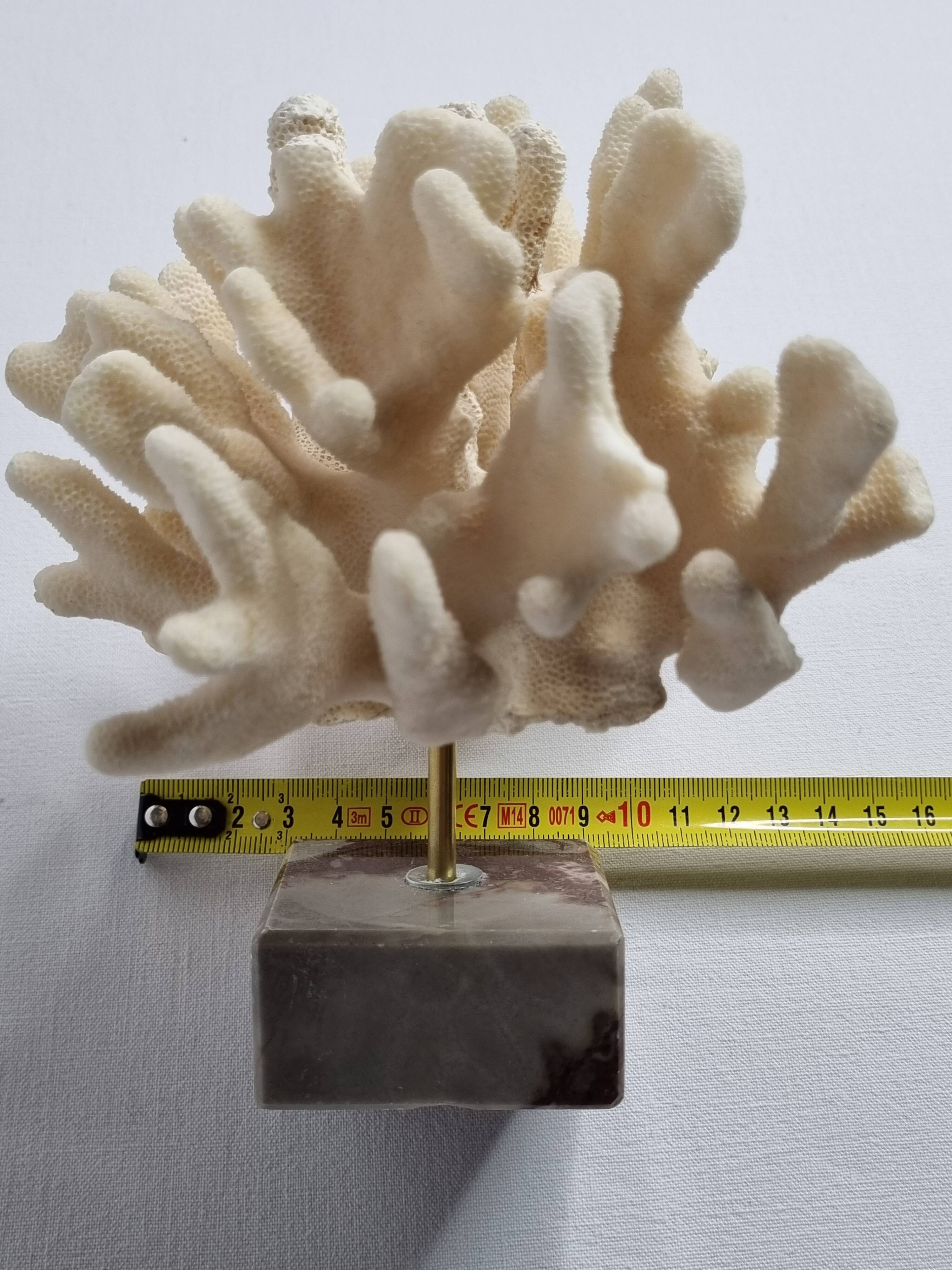 Antique White Coral on Marble Base, Height 18 cm
