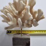 Antique White Coral on Marble Base, Height 18 cm
