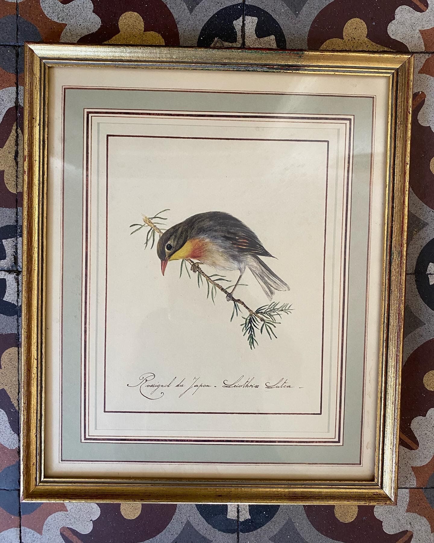 Lithographic frame Nightingale of Japan.