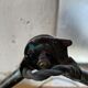 Articulated workshop lamp ravel ball joints