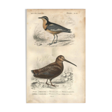 Gravure ancienne 1849 - Pluvian par , Afrique, rivage, insectivore