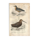 Antique engraving 1849 - Pluvian by, Africa, shore, insectivore