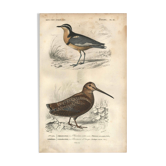 Gravure ancienne 1849 - Pluvian par , Afrique, rivage, insectivore