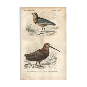 Antique engraving 1849 - Pluvian by, Africa, shore, insectivore