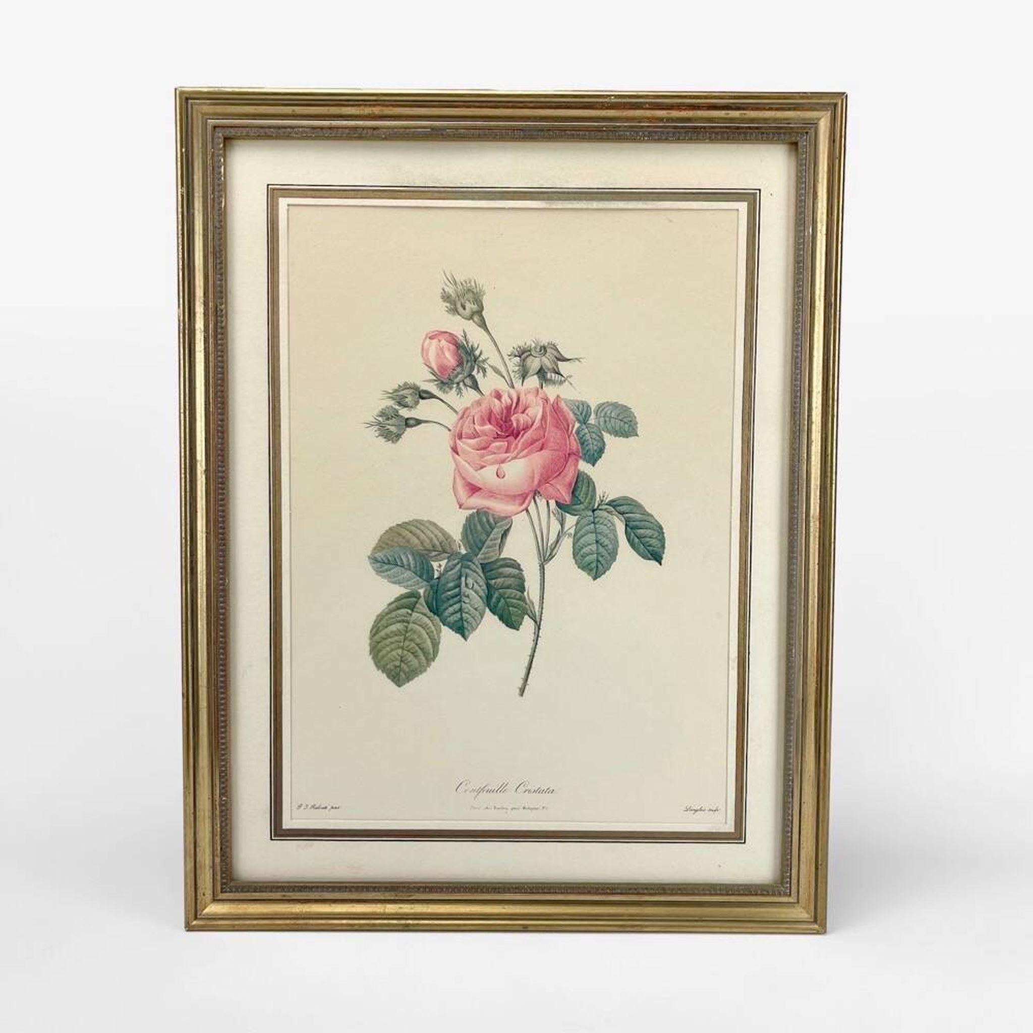 Lithograph of botanical plate of PJ Redouté pink Centfeuille Cristata