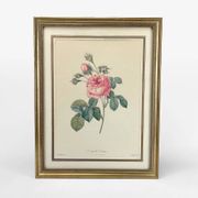 Lithograph of botanical plate of PJ Redouté pink Centfeuille Cristata