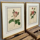 2 lithographies encadrées Rosiers P.J. Redouté