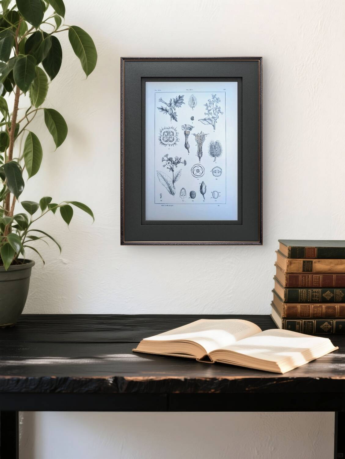 Printed in 1889, the nightshades (Solanaceae). Old botanical plate.