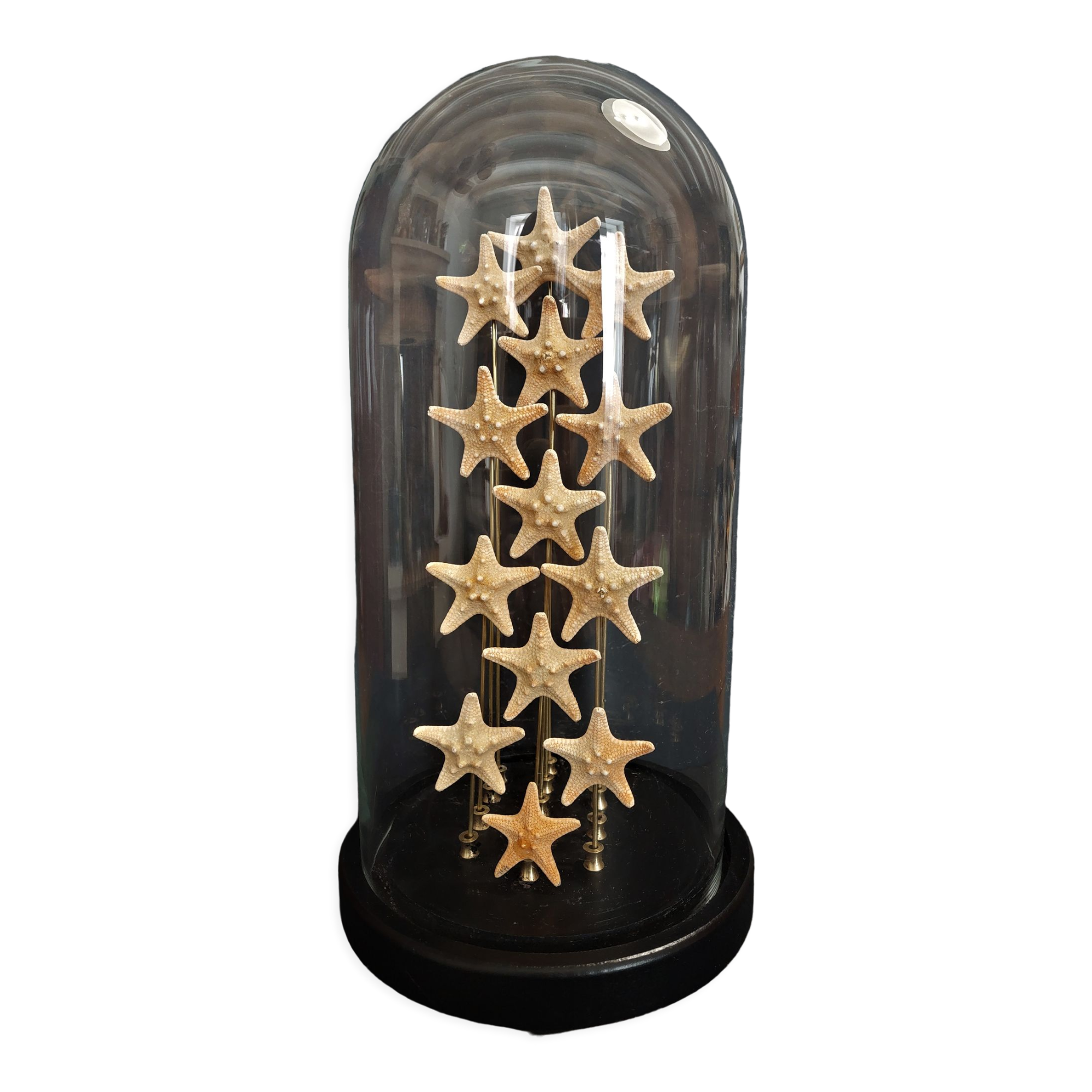 Cabinet of curiosities starfish globe protoreaster nodosus