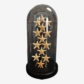 Cabinet of curiosities starfish globe protoreaster nodosus