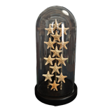Cabinet of curiosities starfish globe protoreaster nodosus