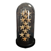 Cabinet of curiosities starfish globe protoreaster nodosus
