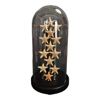 Cabinet of curiosities starfish globe protoreaster nodosus