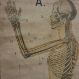 Anatomical chart