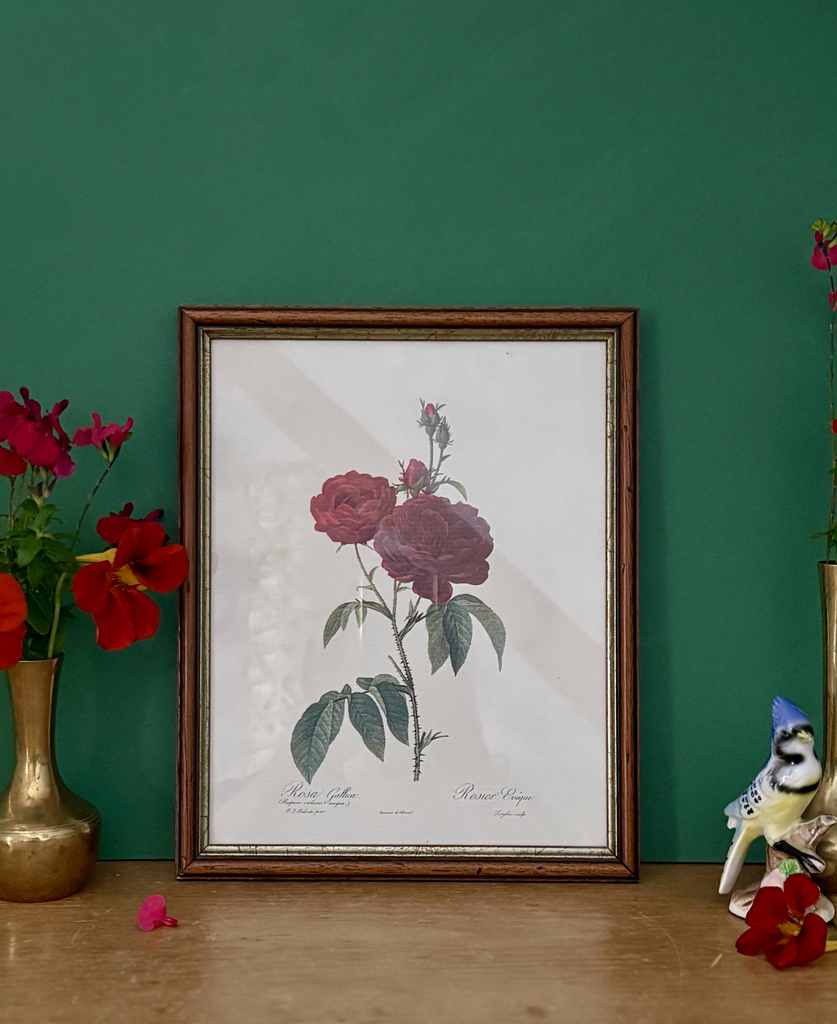 Cadre ancien rose rouge Redouté