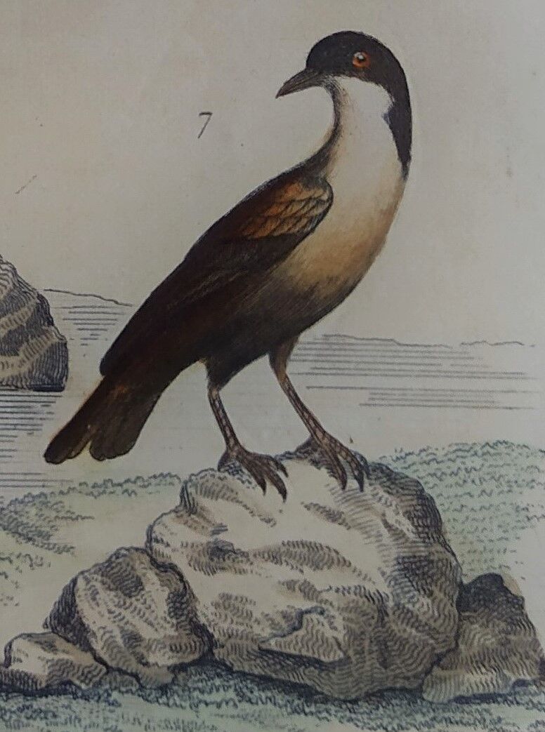 Original ornithological plate "