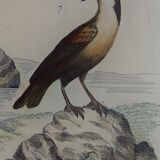 Original ornithological plate "