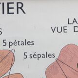 Displays educational Nightingale  l'eglantier and peas