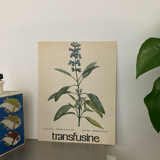 Botanical poster La Sauge