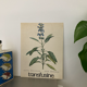 Botanical poster La Sauge