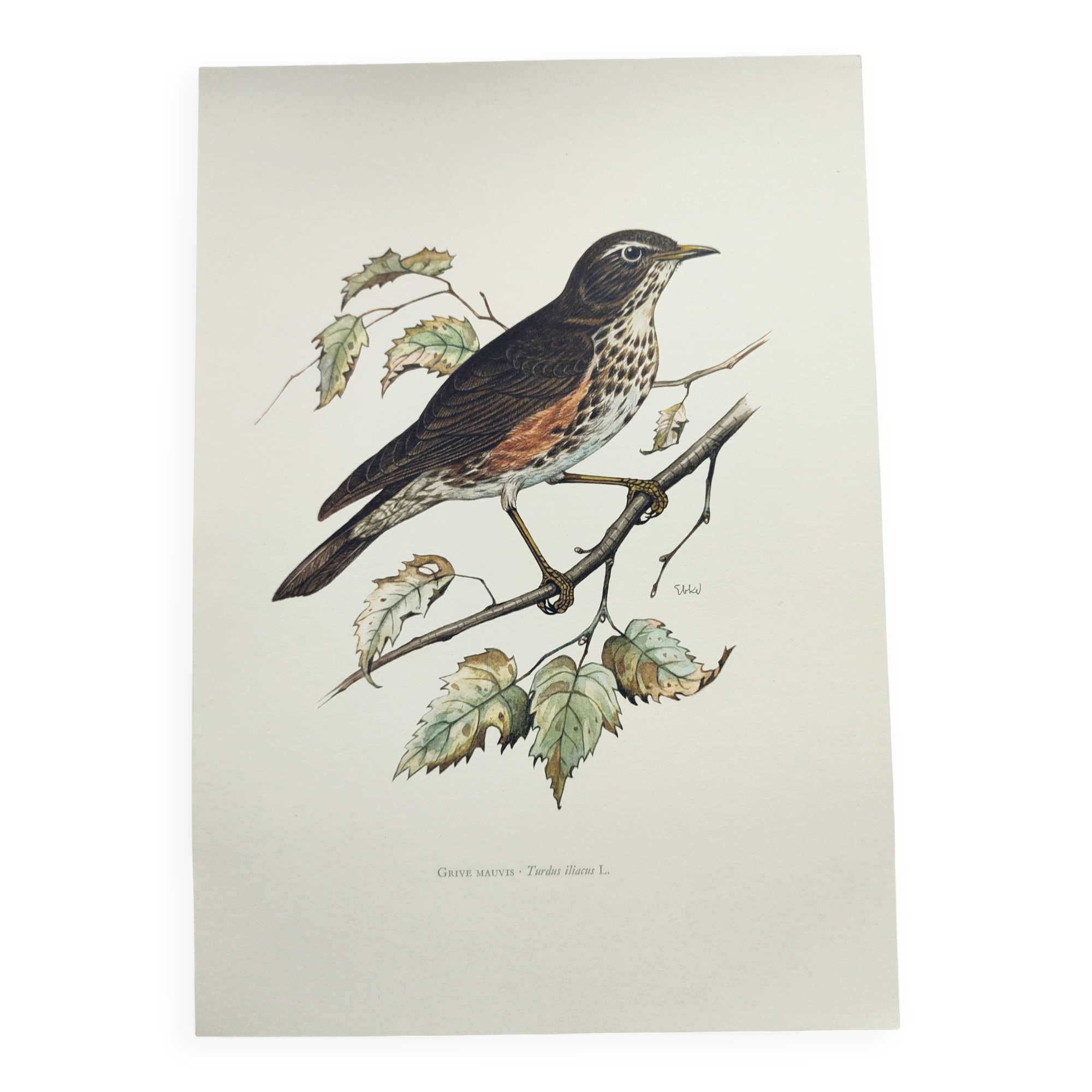 Old bird plate from the 1960s - Redwing - Vintage nature illustration
