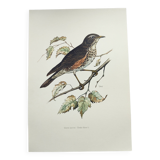 Planche ancienne oiseaux Années 1960 - Grive Mauvis - Illustration nature vintage
