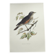 Old bird plate from the 1960s - Redwing - Vintage nature illustration