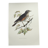 Old bird plate from the 1960s - Redwing - Vintage nature illustration