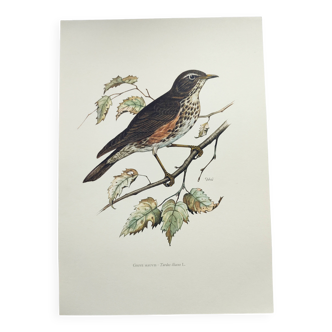 Old bird plate from the 1960s - Redwing - Vintage nature illustration