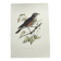 Old bird plate from the 1960s - Redwing - Vintage nature illustration