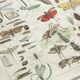 Vintage botanical illustration of mushroom by E. Hochdanz, Stuttgart, Germany.